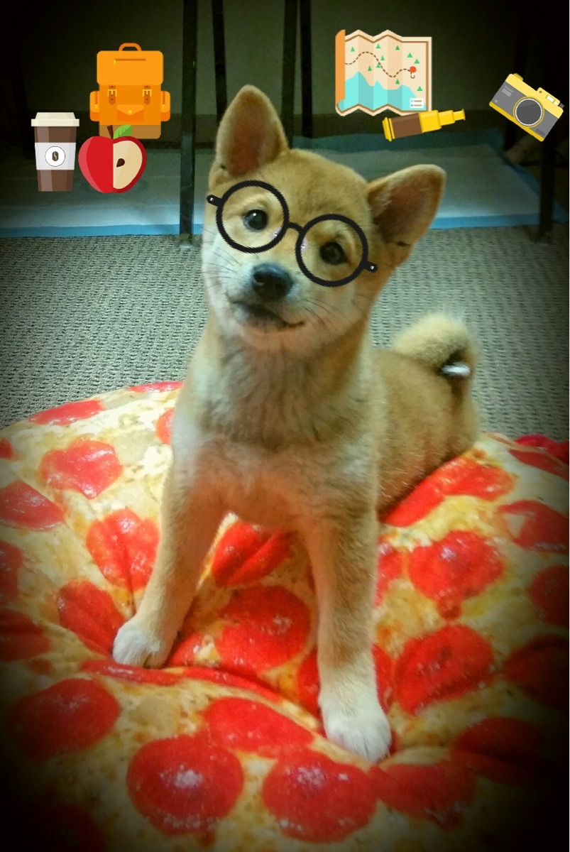 埃及赛制解析：如何加速运动员的比赛经验积累，搜索埃及运动员