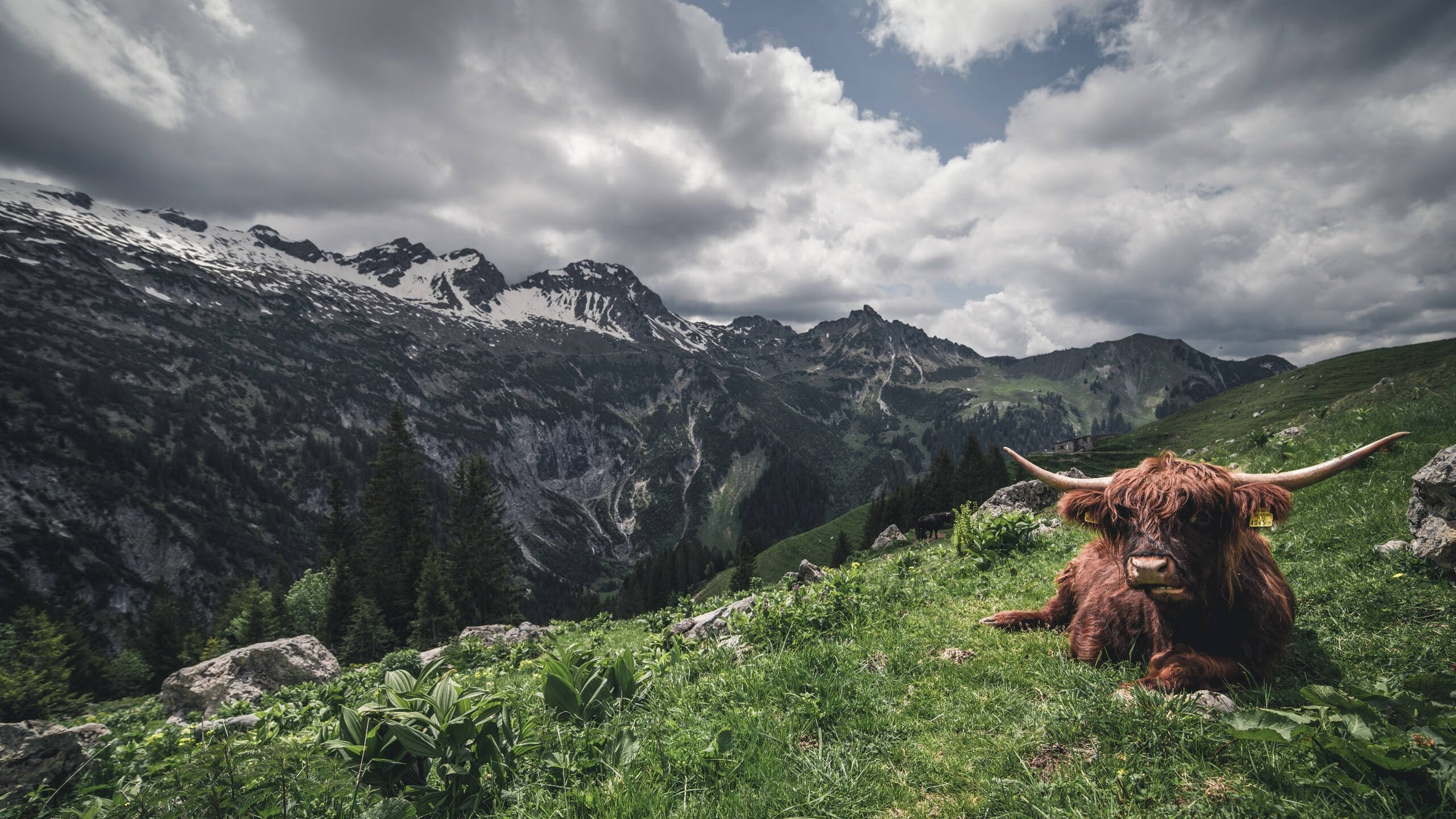 封盖与突破联盟最炸裂对抗集锦，封盖犯规吗
