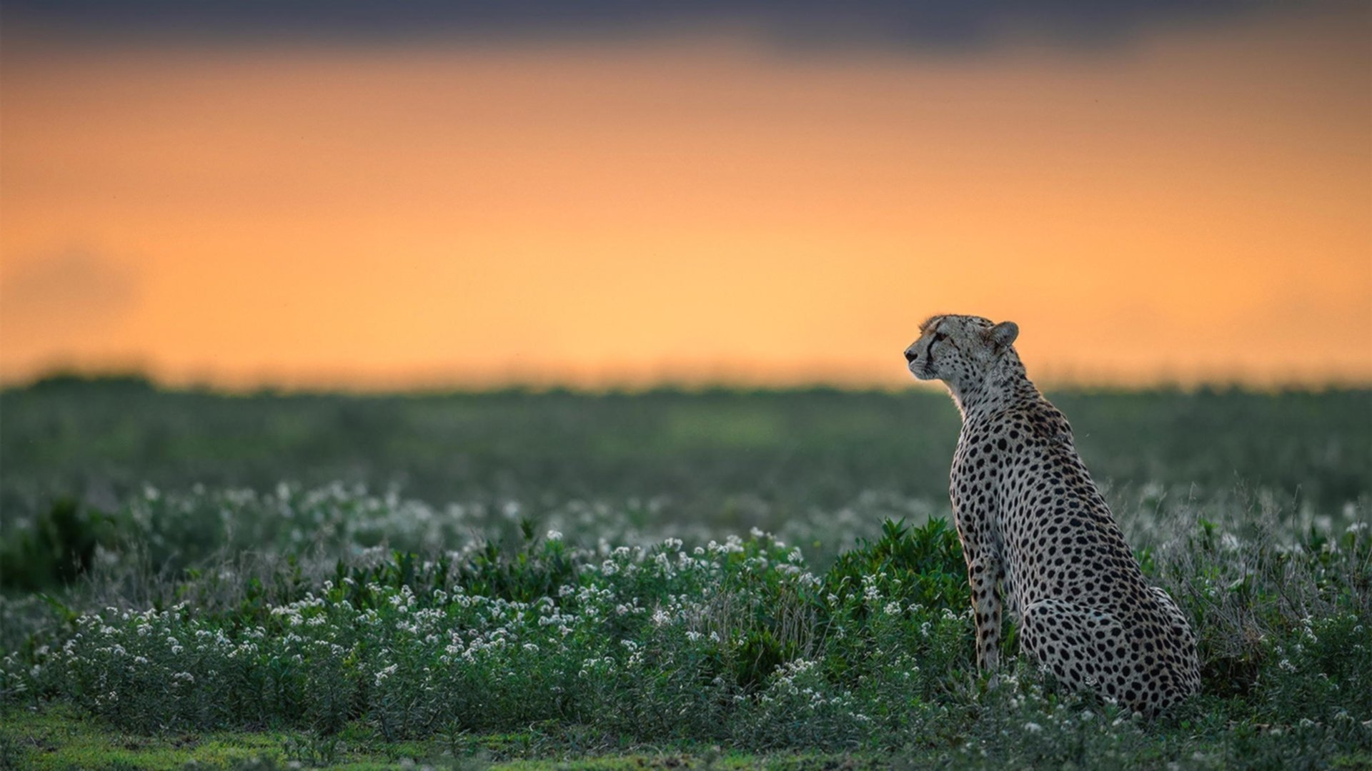 拜仁锋线多点开火打穿密集防线,拜仁套左边锋