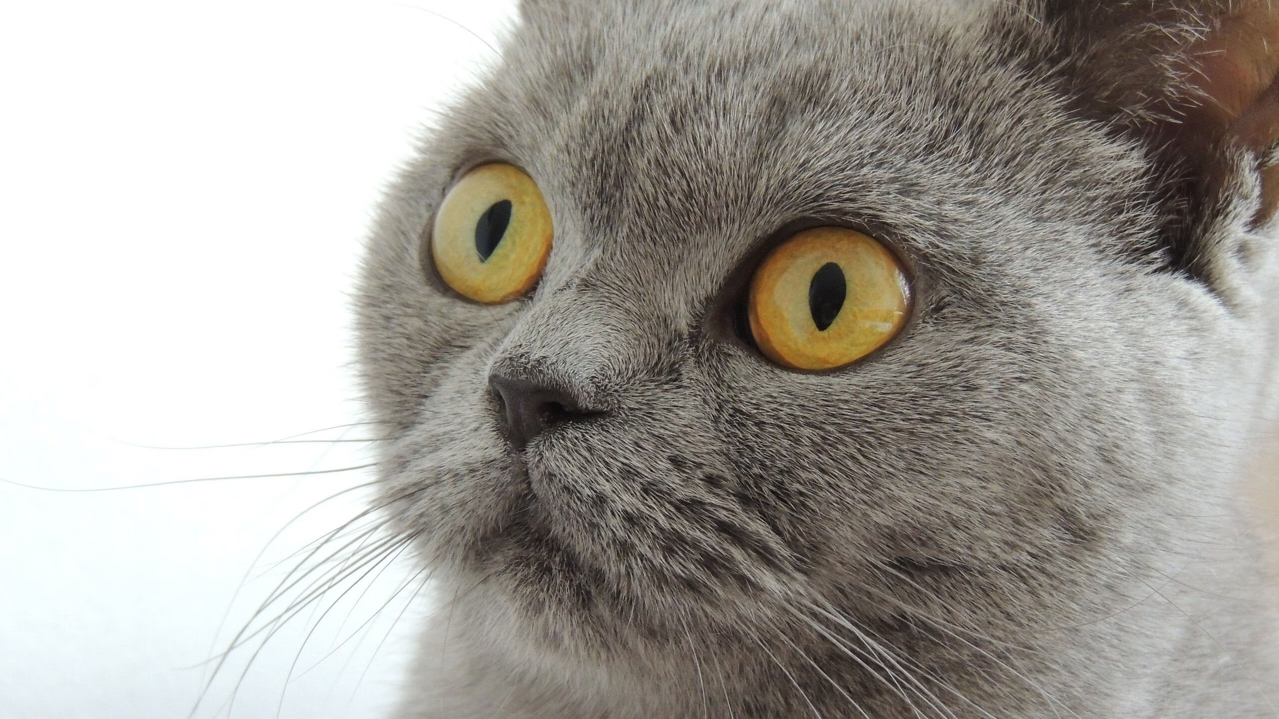 瑞典乒乓战术：从发球到反攻的战略布局，被誉为乒坛常青树的瑞典乒乓球选手