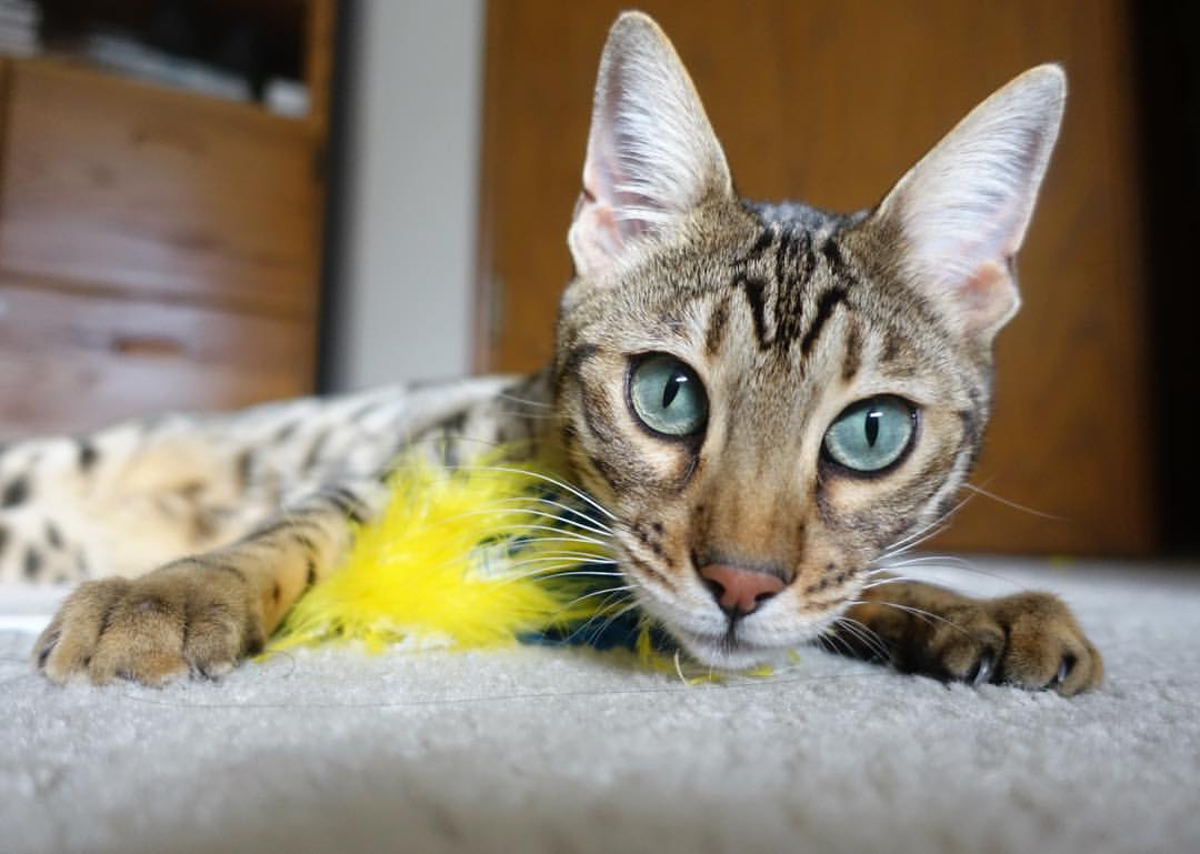 选手赛前热身流程标准化科学备赛成趋势,赛前热身的好处