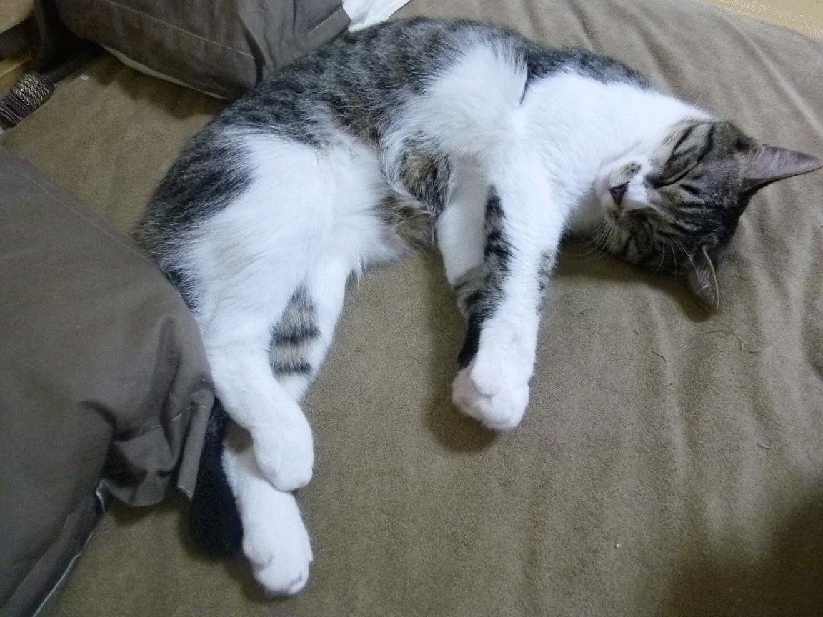 选手赛前热身流程标准化科学备赛成趋势,赛前热身的好处