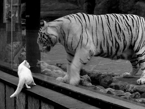 中长距离泳姿节奏稳定,耐力见长,适合长距离的泳姿