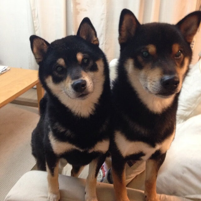 米兰体育-喀麦隆男篮在非洲锦标赛中再次夺冠，体育实力不断攀升，喀麦隆男篮进奥运会了吗