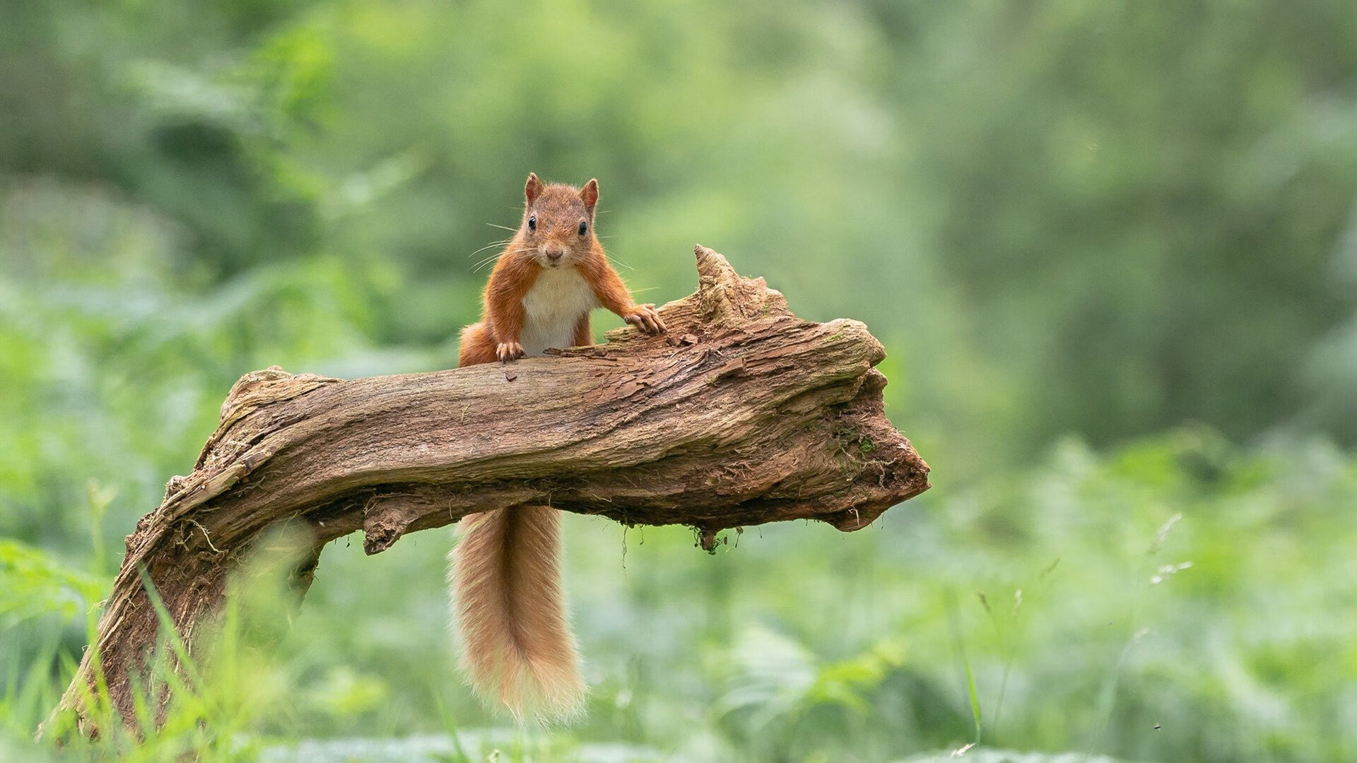MILANSPORT下载-新兴足球国家在国际比赛中崭露头角，潜力巨大引关注，新兴球队