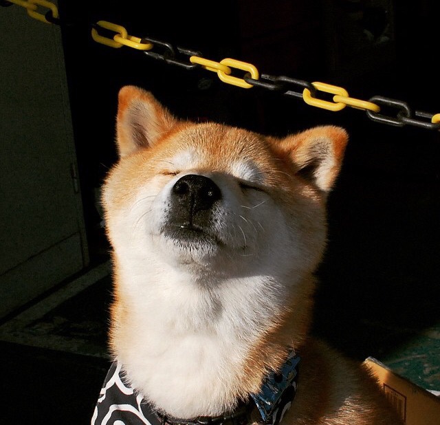 曹缘稳扎稳打锁定跳水冠军宝座，第38金!曹缘跳水10米台夺金