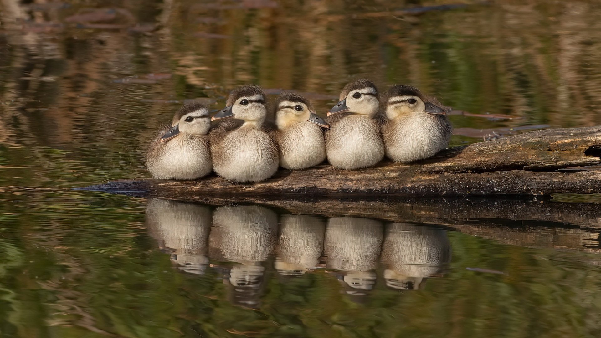 米兰体育官网-曼联在关键比赛中取胜，积分追赶榜首