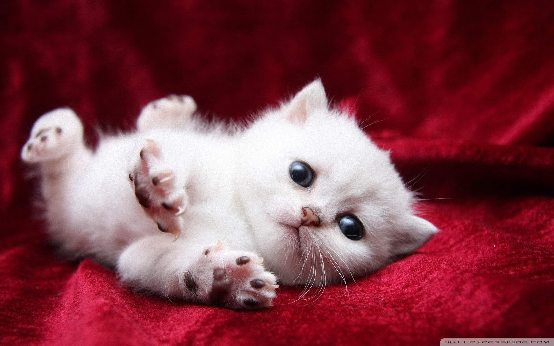 Milan Sports-詹姆斯火线复出NBA总决赛，詹姆斯热火总冠军