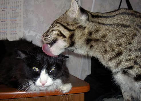 谷爱凌滑雪大片展现力与美结合，滑雪冠军谷爱凌是中国人吗